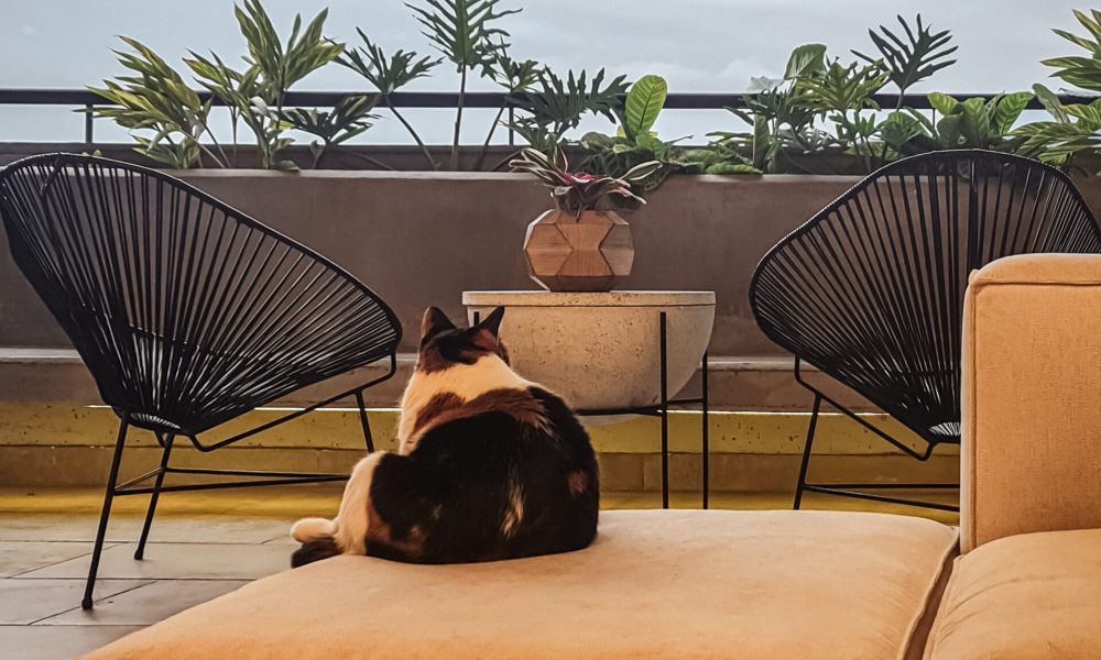 apartamento-citrak-medellin-mascota-1